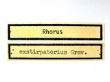 學名:Rhorus exstirpatorius (Gravenhorst, 1829)