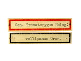 學名:Trematopygus vellicans (Gravenhorst, 1829)