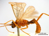 學名:Absyrtus vicinator (Thunberg, 1822)