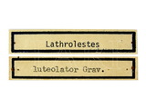 學名:Lathrolestes (Lathrolestes) luteolator (Gravenhorst, 1829)