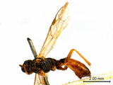 ǦW:Lathrolestes (Lathrolestes) orbitalis (Gravenhorst, 1829)