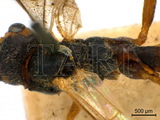 學名:Lathrolestes (Lathrolestes) orbitalis (Gravenhorst, 1829)