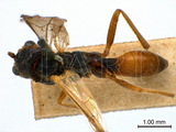 學名:Lathrolestes (Lathrolestes) orbitalis (Gravenhorst, 1829)