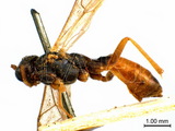 學名:Lathrolestes (Lathrolestes) orbitalis (Gravenhorst, 1829)