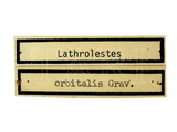 學名:Lathrolestes (Lathrolestes) orbitalis (Gravenhorst, 1829)