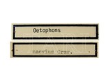 學名:Oetophorus naevius (Gmelin, 1790)