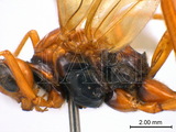 學名:Opheltes glaucopterus (Linnaeus, 1758)