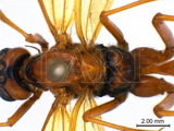 學名:Opheltes glaucopterus (Linnaeus, 1758)