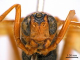 學名:Opheltes glaucopterus (Linnaeus, 1758)