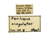 學名:Perilissus cingulator (Morley, 1913)