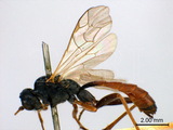 ǦW:Perilissus variator (Muller, 1776)