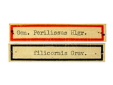 學名:Perilissus variator (Muller, 1776)