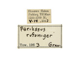 學名:Perilissus rufoniger (Gravenhorst, 1820)