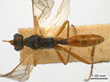 學名:Perilissus spilonotus (Stephens, 1835)