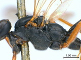 學名:Anisotacrus xanthostigma (Gravenhorst, 1829)