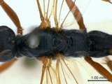 學名:Anisotacrus xanthostigma (Gravenhorst, 1829)