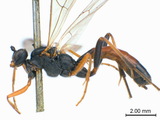 學名:Anisotacrus xanthostigma (Gravenhorst, 1829)