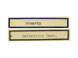 學名:Himerta defectiva (Gravenhorst, 1820)