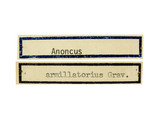 學名:Mesoleius armillatorius (Gravenhorst, 1807)