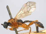 ǦW:Campodorus variegatus (Jurine, 1807)