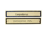 學名:Campodorus variegatus (Jurine, 1807)