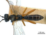 學名:Campodorus haematodes (Gravenhorst, 1829)