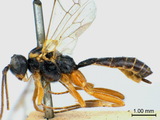 學名:Campodorus haematodes (Gravenhorst, 1829)