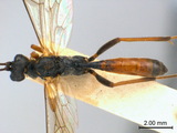 學名:Euryproctus annulicornis (Cameron, 1903)