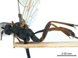 學名:Euryproctus annulicornis (Cameron, 1903)