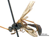 ǦW:Hadrodactylus orientalis Uchida, 1930