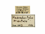 學名:Hadrodactylus orientalis Uchida, 1930