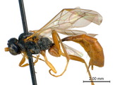 ǦW:Hadrodactylus orientalis Uchida, 1930