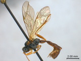 ǦW:Hadrodactylus orientalis Uchida, 1930