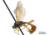 ǦW:Hadrodactylus orientalis Uchida, 1930