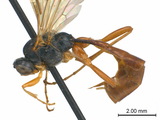 學名:Hadrodactylus orientalis Uchida, 1930