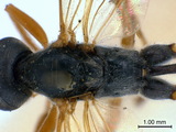 學名:Hadrodactylus tiphae (Geoffroy, 1785)