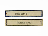 學名:Megaceria pagana (Morley, 1913)