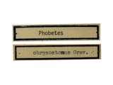 學名:Phobetes chrysostomus (Gravenhorst, 1820)