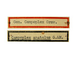 學名:Campoplex anatolus Gupta & Maheshwary, 1977