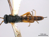 學名:Diadegma trichoptilus (Cameron, 1909)