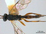 學名:Diadegma trichoptilus (Cameron, 1909)