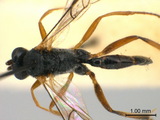 學名:Diadegma trichoptilus (Cameron, 1909)