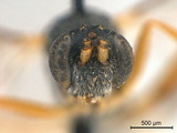 學名:Diadegma trichoptilus (Cameron, 1909)