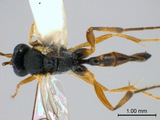 學名:Diadegma trichoptilus (Cameron, 1909)