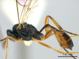 學名:Diadegma trichoptilus (Cameron, 1909)