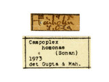 中文種名:茶卷蛾瘦姬蜂學名:Campoplex homonae (Sonan, 1930)