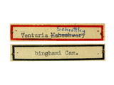 學名:Venturia inquinata (Morley, 1913)