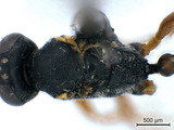 中文種名:六角圓柄姬蜂學名:Venturia hexados Gupta & Maheshwary, 1977