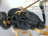 中文種名:六角圓柄姬蜂學名:Venturia hexados Gupta & Maheshwary, 1977