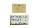 ǦW:Venturia minuta Gupta & Maheshwary, 1977
